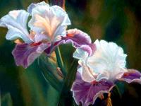 Iris 40 x 50 cm Pastellkreide auf Papier