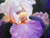 Irisblüte 40 x 40 cm Acryl auf Leinwand