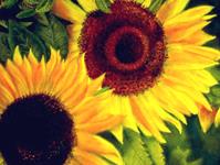 Sonnenblumen II, 47 x 47 cm, Pastellkreide auf Karton