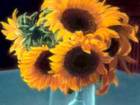 Sonnenblumen, 40 x 60 cm, Pastellkreide auf Papier